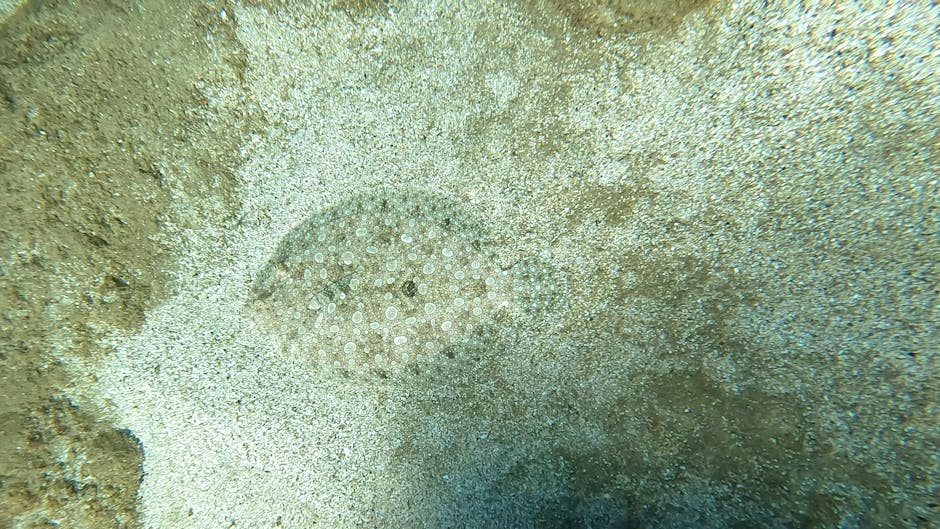 A close-up underwater image showing a sand-dusted sea floor with a softly textured, circular sea urchin shell at the center, partially embedded in the surrounding sandy substrate. The shell has small,
