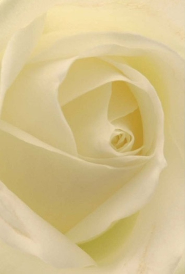 Viewed through the eyes of a lifelong Hackney florist, this striking close-up of a classic white rose reveals nuanced layering and tranquil grace. Shades of ivory and cream melt together, each petal softly illuminated by muted daylight, as if filtered through the tall windows of a Hackney studio. The composition radiates comfort and effortless sophistication-the swirl at the heart is unmarred, echoing purity and quiet resolve, while gentle gradients of colour and shadow bring each fold exquisitely to life. One imagines a faint, clean fragrance-a subtle presence that calms and uplifts, reminiscent of fresh bouquets delivered along Hackney's bustling Mare Street. This rose sits as a focal point for any meaningful occasion: a tender apology, a heartfelt romantic gesture, or the centrepiece at a wedding in one of the borough's historic venues. Rooted in the area's creative tradition, the design is both contemporary and classic, reflecting the meticulous approach of local artisans. Each arrangement embodies connection, artistry, and the promise of Hackney's unique floral scene, ready to grace any milestone with its serene charm.